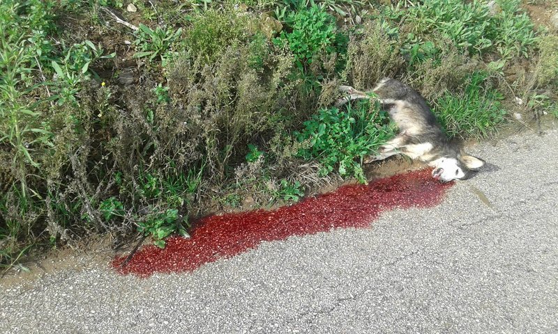 Οργή για τις φόλες στο Ναύπλιο -«Πώς μπόρεσες, καθίκι, να σου κουνάνε την ουρά κι εσύ να τα ταΐσεις θάνατο;» [σκληρές εικόνες] | iefimerida.gr 2