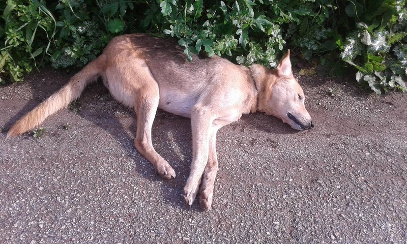 Οργή για τις φόλες στο Ναύπλιο -«Πώς μπόρεσες, καθίκι, να σου κουνάνε την ουρά κι εσύ να τα ταΐσεις θάνατο;» [σκληρές εικόνες] | iefimerida.gr 0