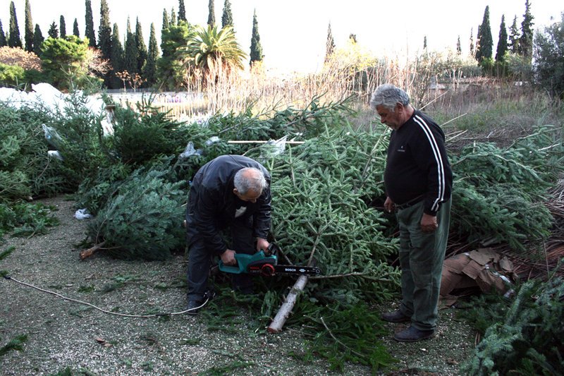 Το δέντρο των Χριστουγέννων: Η ιστορία του και το δίλημμα -Φυσικό ή τεχνητό; | iefimerida.gr 2
