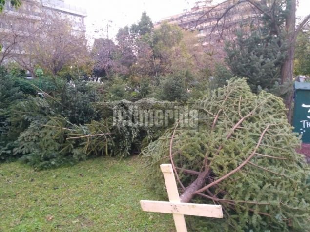 Ρεπορτάζ iefimerida: Πόσο κοστίζει το φυσικό έλατο φέτος - Η «απόβαση» των παραγωγών του Ταξιάρχη στην Αθήνα [εικόνες] | iefimerida.gr 8