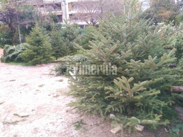 To συγκεκριμένο έλατο (δεξιά) μπορεί να φτάσει τα 40 ευρώ / Φωτογραφία: iefimerida.gr