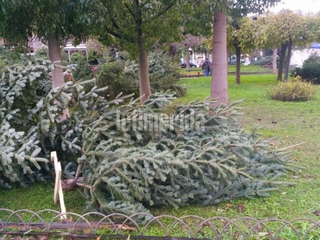 Ρεπορτάζ iefimerida: Πόσο κοστίζει το φυσικό έλατο φέτος - Η «απόβαση» των παραγωγών του Ταξιάρχη στην Αθήνα [εικόνες] | iefimerida.gr 7