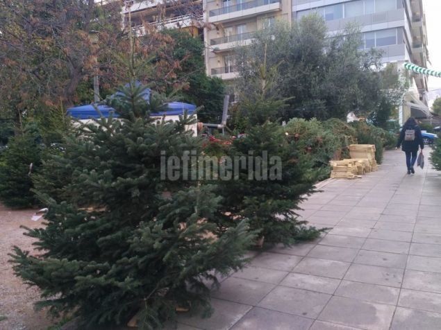Ρεπορτάζ iefimerida: Πόσο κοστίζει το φυσικό έλατο φέτος - Η «απόβαση» των παραγωγών του Ταξιάρχη στην Αθήνα [εικόνες] | iefimerida.gr 9