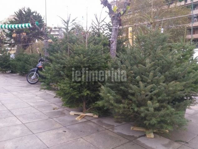 Ρεπορτάζ iefimerida: Πόσο κοστίζει το φυσικό έλατο φέτος - Η «απόβαση» των παραγωγών του Ταξιάρχη στην Αθήνα [εικόνες] | iefimerida.gr 5