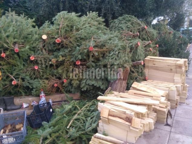 Ρεπορτάζ iefimerida: Πόσο κοστίζει το φυσικό έλατο φέτος - Η «απόβαση» των παραγωγών του Ταξιάρχη στην Αθήνα [εικόνες] | iefimerida.gr 2