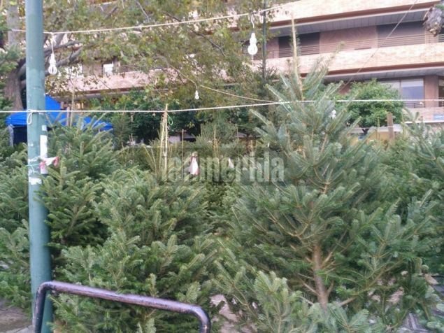 Ρεπορτάζ iefimerida: Πόσο κοστίζει το φυσικό έλατο φέτος - Η «απόβαση» των παραγωγών του Ταξιάρχη στην Αθήνα [εικόνες] | iefimerida.gr 6