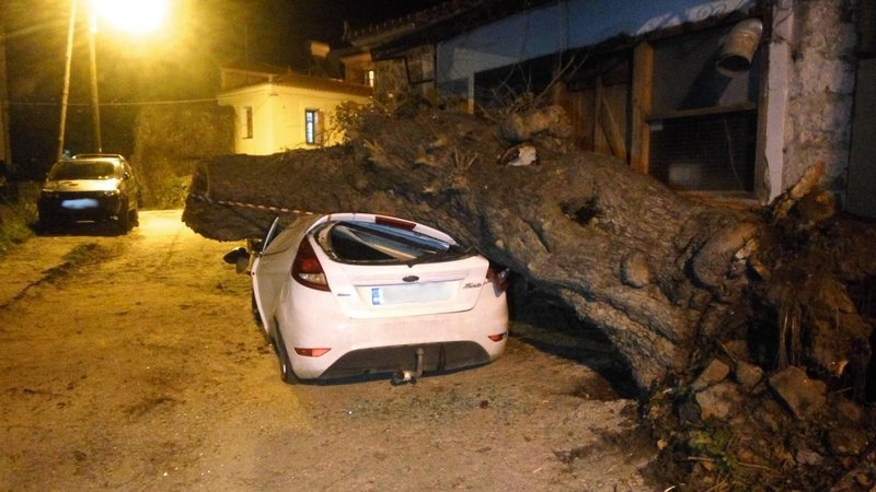 Το γέρικο δέντρο διέλυσε το αυτοκίνητο