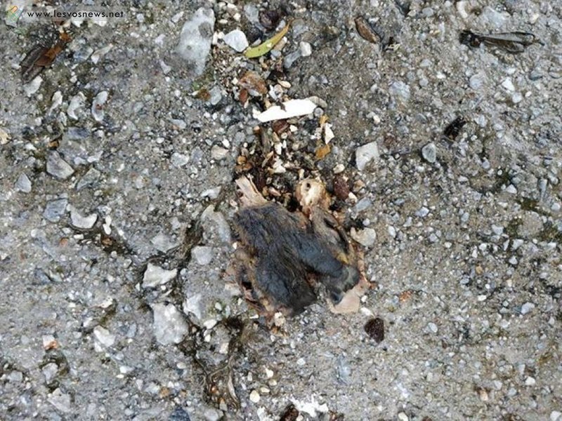 Εικόνα από τα κουφάρια που βρέθηκαν έξω από το σπίτι του / Φωτογραφία: LesvosNews.net