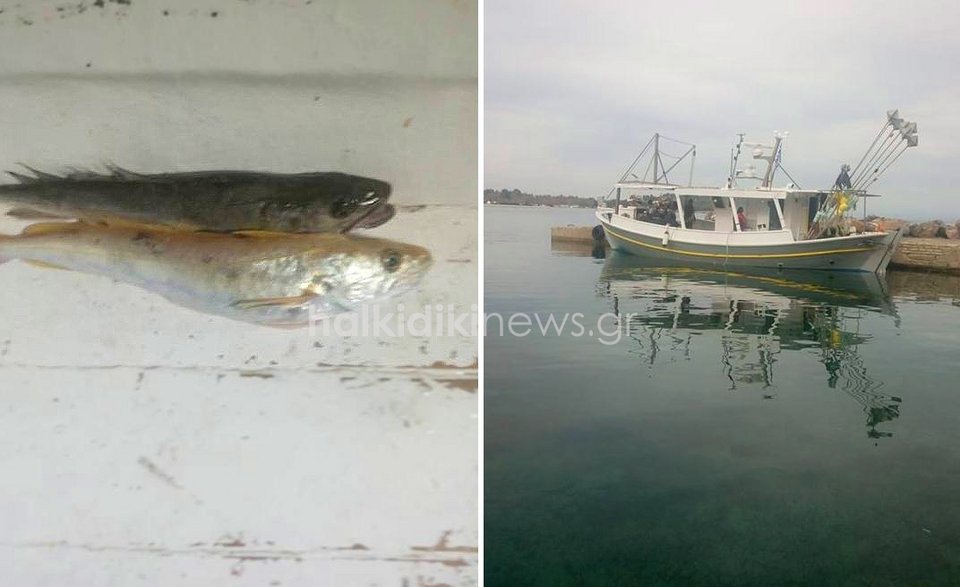 Viral: Δείτε τον πρώτο «χρυσό μπακαλιάρο» που έχει πιαστεί ποτέ στην Ελλάδα [εικόνες] | iefimerida.gr 1