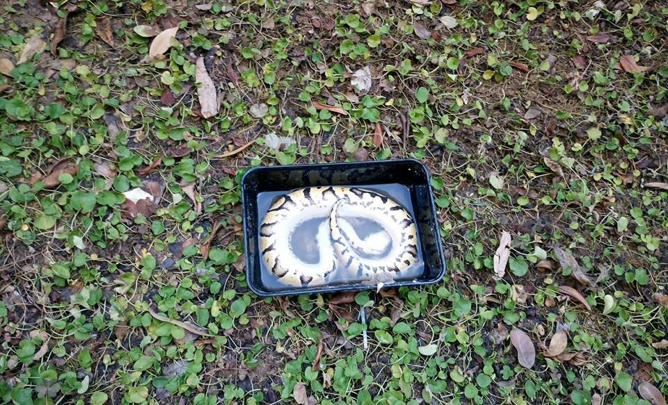 Θεσσαλονίκη: Δεν πίστευαν στα μάτια τους- Βρήκαν στην αυλή πύθωνα μέσα σε κουτί [εικόνες] | iefimerida.gr 1