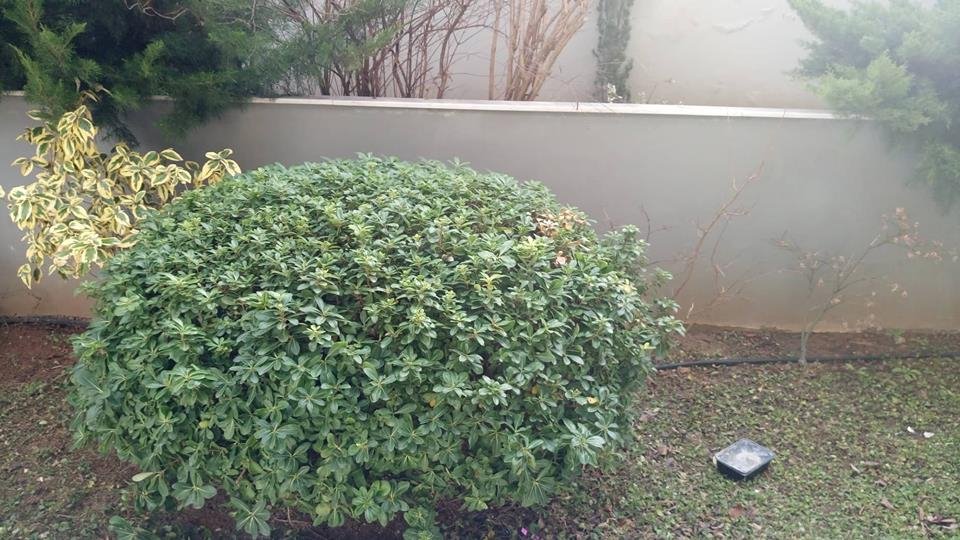 Θεσσαλονίκη: Δεν πίστευαν στα μάτια τους- Βρήκαν στην αυλή πύθωνα μέσα σε κουτί [εικόνες] | iefimerida.gr 2