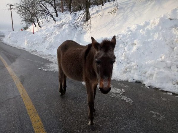 Η περιπέτεια ενός γάιδαρου στον Κίσαβο συγκίνησε το Facebook -Τον άφησαν 3 μέρες νηστικό στο χιόνι να πεθάνει [εικόνες] | iefimerida.gr 1