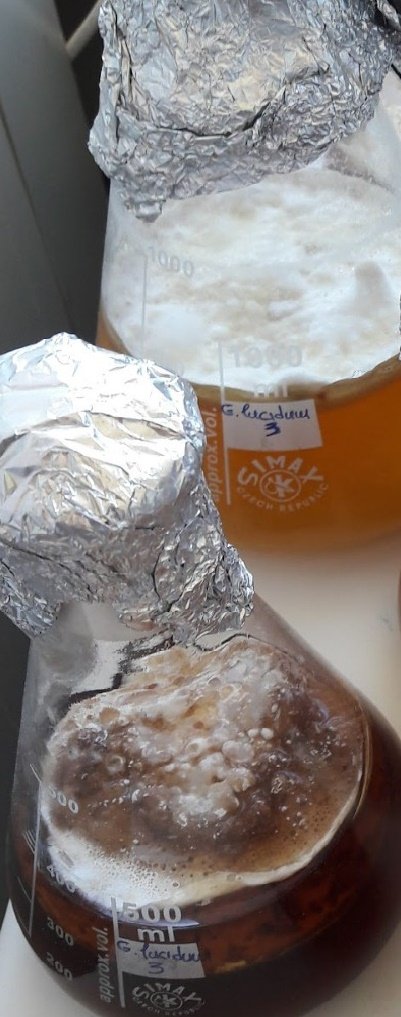 Στο εργαστήριο ως τώρα έχει μελετηθεί η φυσιολογία και οι συνθήκες ανάπτυξης των φαρμακευτικών μανιταριών Ganoderma lucidum και Lentinus edodes, καθώς και του πιο γνωστού εδώδιμου μανιταριού Pleurotus ostreatus σε υγρό συνθετικό υπόστρωμα