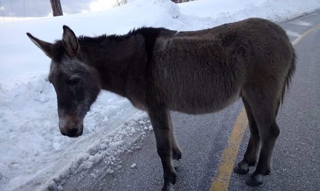 Η περιπέτεια ενός γάιδαρου στον Κίσαβο συγκίνησε το Facebook -Τον άφησαν 3 μέρες νηστικό στο χιόνι να πεθάνει [εικόνες] | iefimerida.gr 0