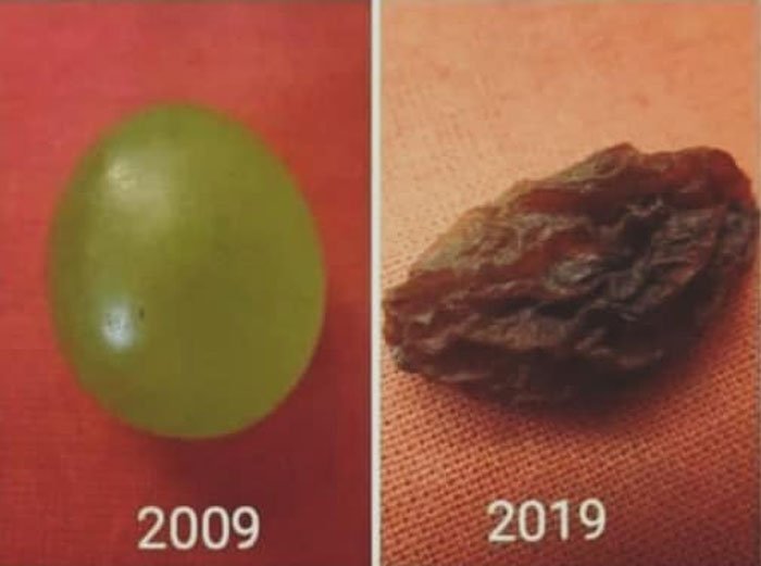 Το σταφύλι μέσα σε 10 χρόνια έγινε σταφίδα