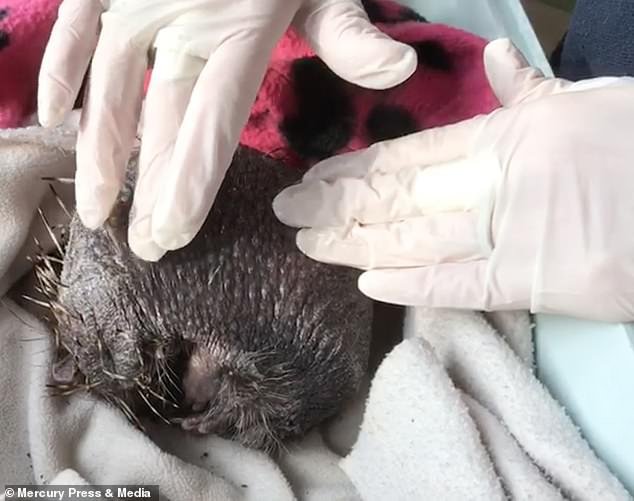 Viral ο φαλακρός σκαντζόχοιρος -Εχασε όλα τα αγκάθια του λόγω... στρες [εικόνες] | iefimerida.gr 1