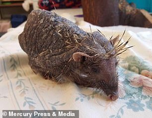 Viral ο φαλακρός σκαντζόχοιρος -Εχασε όλα τα αγκάθια του λόγω... στρες [εικόνες] | iefimerida.gr 5