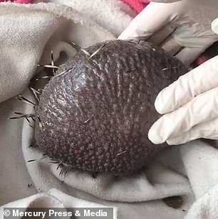 Viral ο φαλακρός σκαντζόχοιρος -Εχασε όλα τα αγκάθια του λόγω... στρες [εικόνες] | iefimerida.gr 3