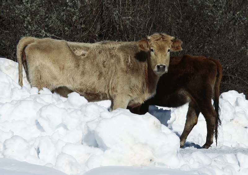 Χιόνια και ήλιος -Υπέροχα καρέ από τα ντυμένα στα «λευκά» Ζαγοροχώρια [εικόνες] | iefimerida.gr 1