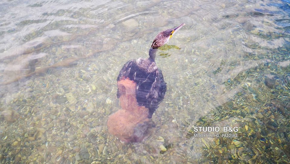 Ναύπλιο: Μεγάλο χταπόδι άρπαξε κορμοράνο [εικόνες & βίντεο]  | iefimerida.gr 0