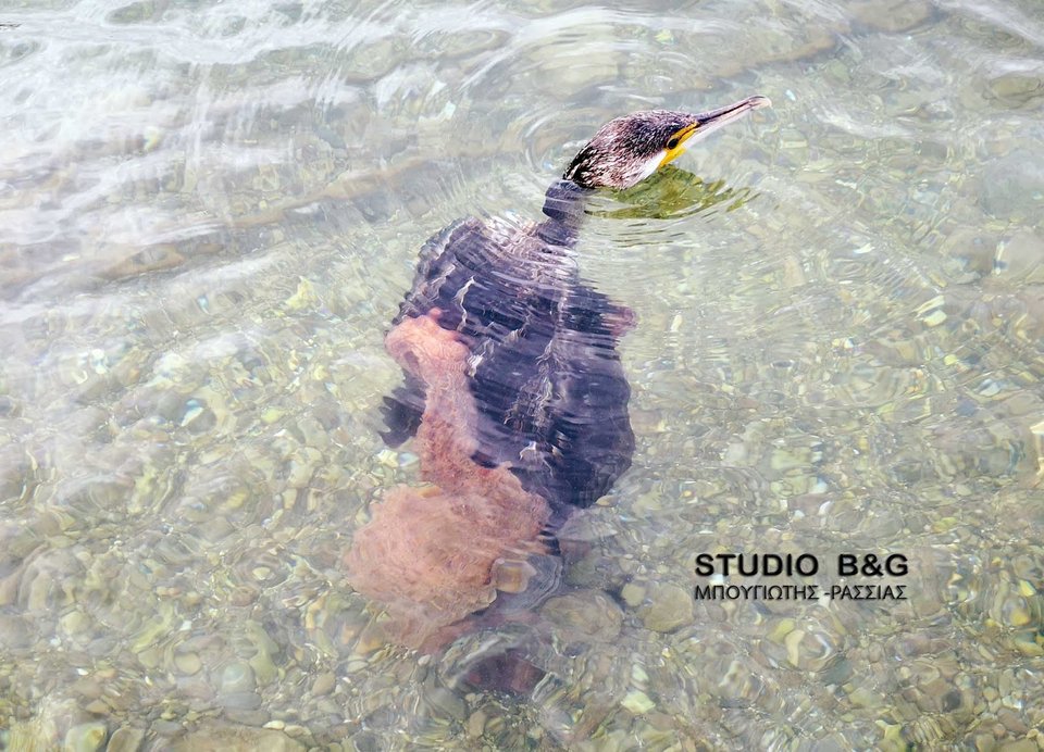 Ναύπλιο: Μεγάλο χταπόδι άρπαξε κορμοράνο [εικόνες & βίντεο]  | iefimerida.gr 1