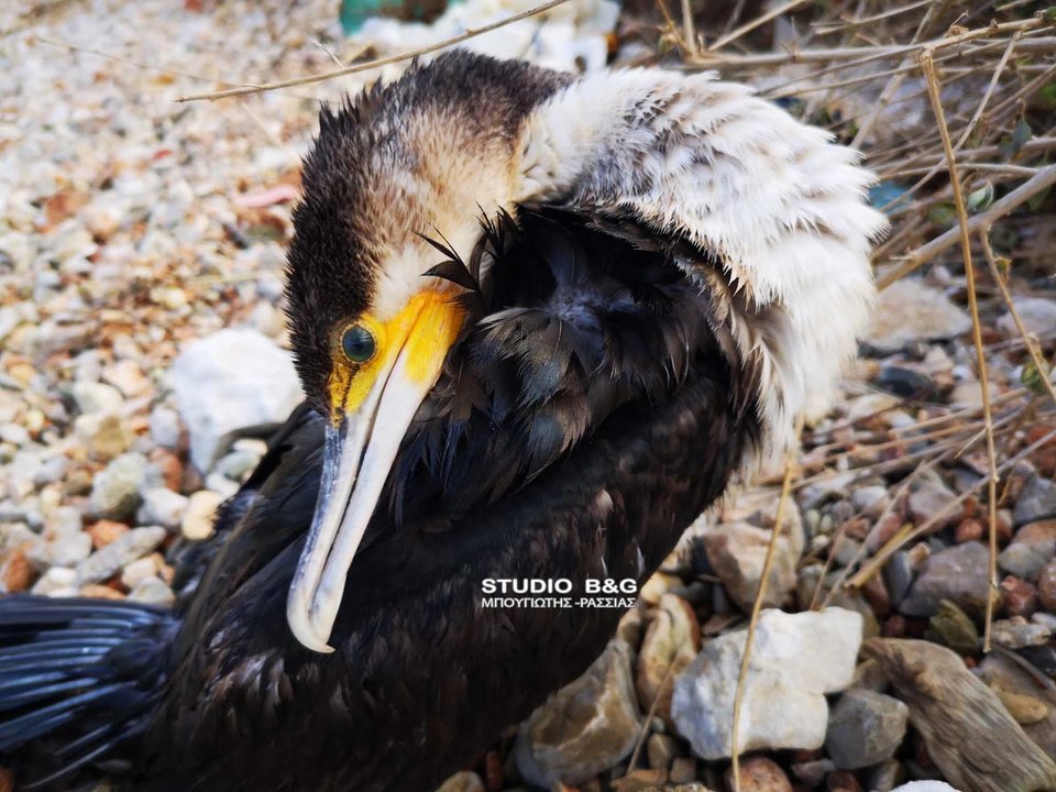 Ναύπλιο: Μεγάλο χταπόδι άρπαξε κορμοράνο [εικόνες & βίντεο]  | iefimerida.gr 2