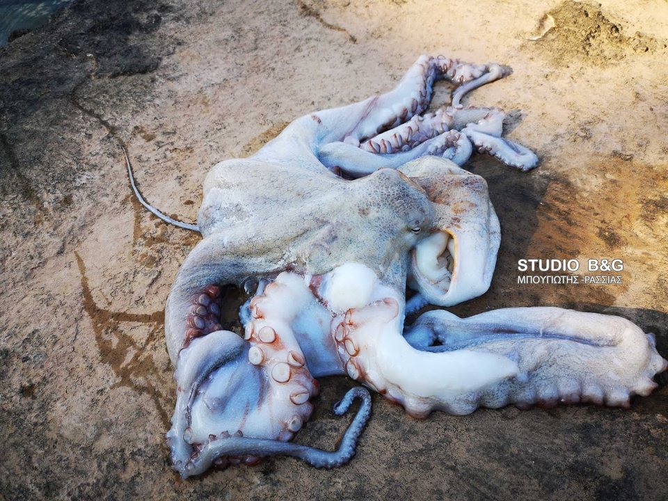 Ναύπλιο: Μεγάλο χταπόδι άρπαξε κορμοράνο [εικόνες & βίντεο]  | iefimerida.gr 3