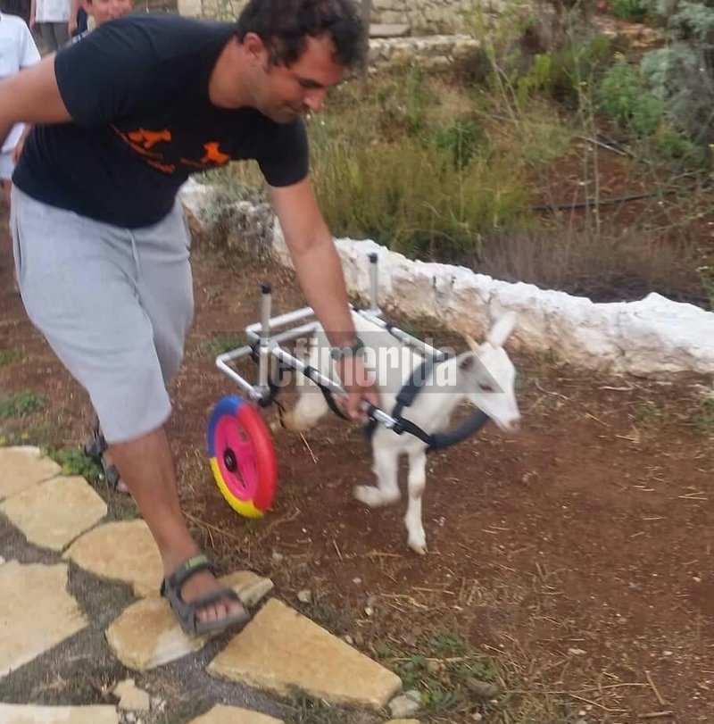 Ενας υδραυλικός στο Ιλιον φτιάχνει αναπηρικά αμαξίδια για ζώα και... τον ζητούν και από τις ΗΠΑ | iefimerida.gr 8