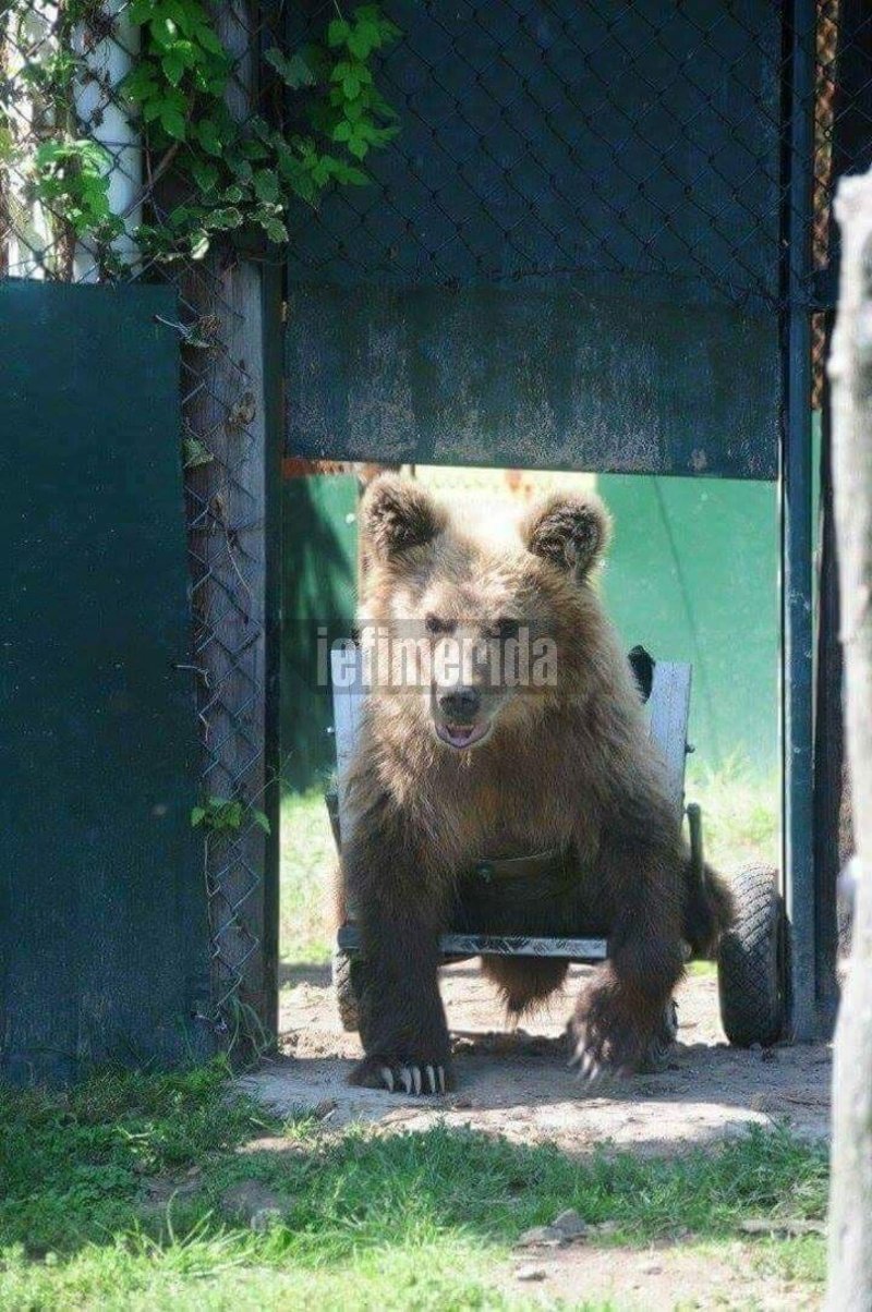 Ενας υδραυλικός στο Ιλιον φτιάχνει αναπηρικά αμαξίδια για ζώα και... τον ζητούν και από τις ΗΠΑ | iefimerida.gr 4