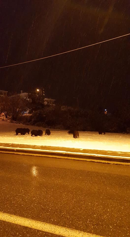 Αγριογούρουνα βγήκαν... βόλτα στη χιονισμένη Θεσσαλονίκη [εικόνες & βίντεο] | iefimerida.gr 0