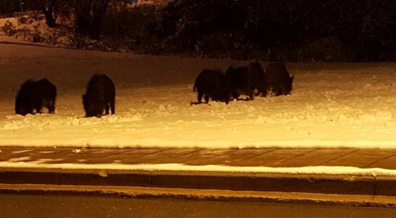 Αγριογούρουνα βγήκαν... βόλτα στη χιονισμένη Θεσσαλονίκη [εικόνες & βίντεο] | iefimerida.gr 1