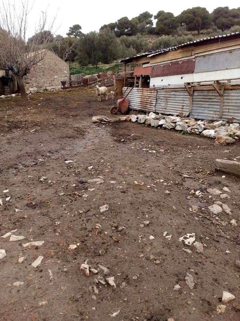 Εξι μήνες φυλάκιση σε κτηνοτρόφο που κρατούσε υπό άθλιες συνθήκες τα ζώα του [εικόνες] | iefimerida.gr 2