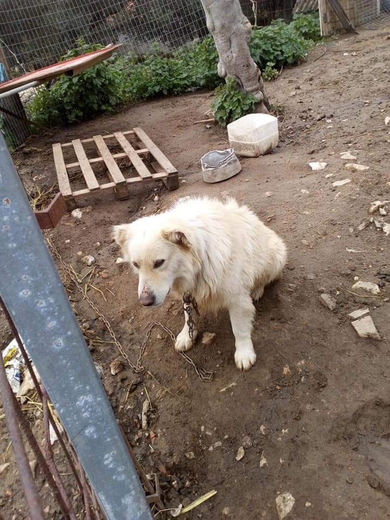 Εξι μήνες φυλάκιση σε κτηνοτρόφο που κρατούσε υπό άθλιες συνθήκες τα ζώα του [εικόνες] | iefimerida.gr 1