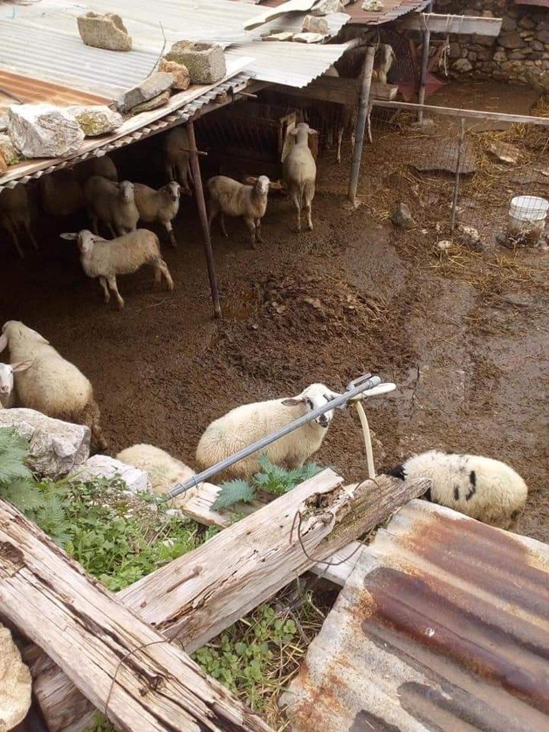 Εξι μήνες φυλάκιση σε κτηνοτρόφο που κρατούσε υπό άθλιες συνθήκες τα ζώα του [εικόνες] | iefimerida.gr 0