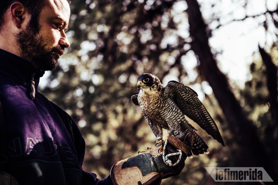 Ιερακοτροφία και η ιερακοθηρία πρακτικές πανάρχαιες.