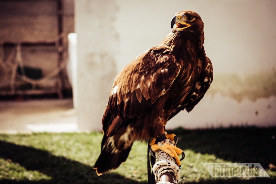 Νέμεσις, ένας χρυσαετός εξήμισι κιλών!