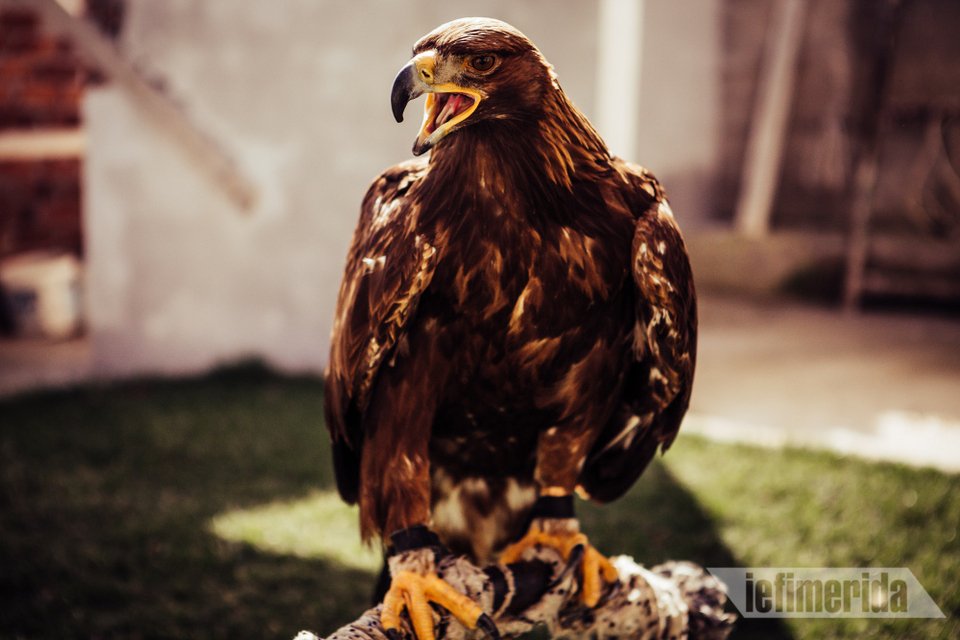 Οι χρυσαετοί είναι από τα μεγαλύτερα αρπακτικά πτηνά στον κόσμο.