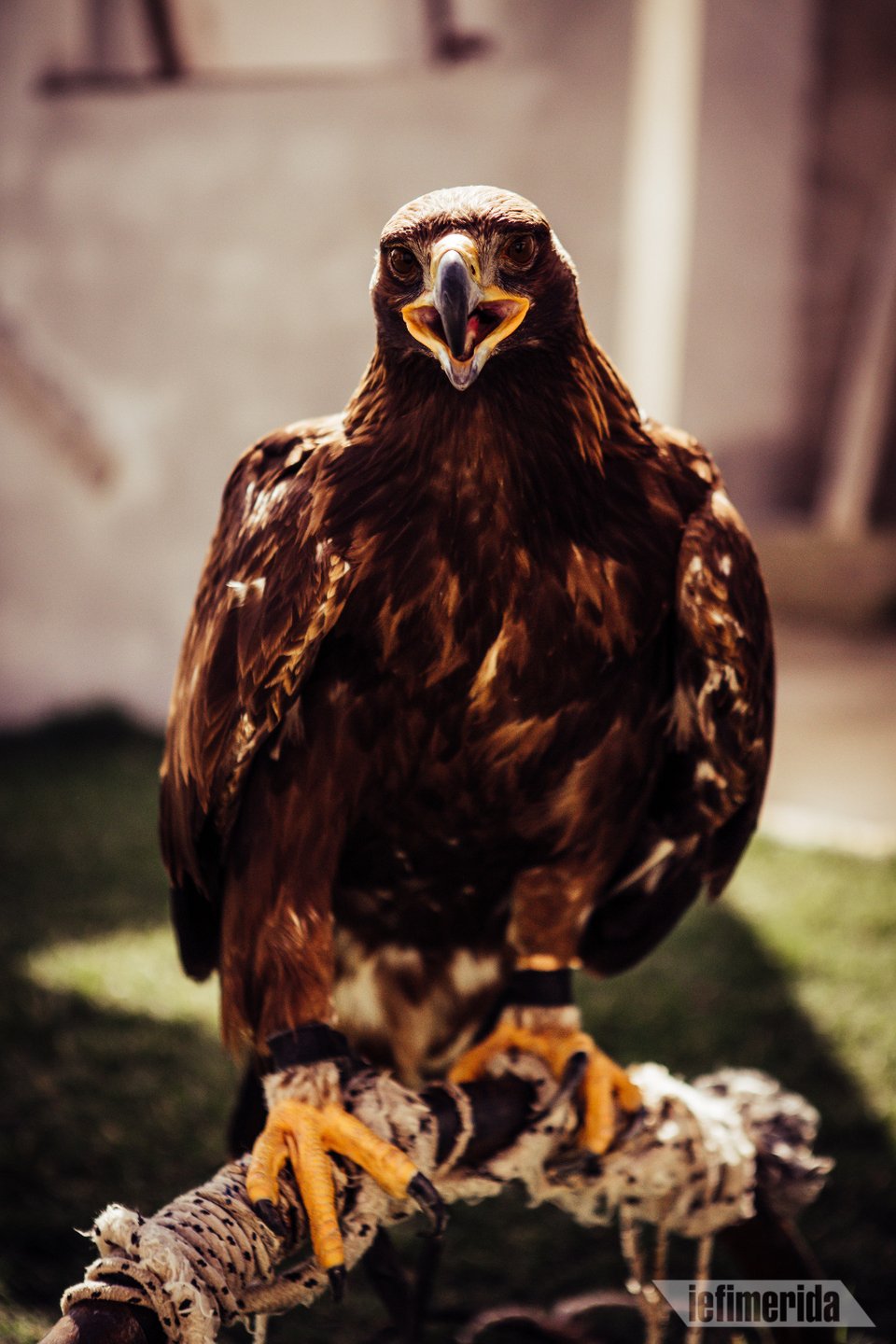 Ενα πτηνό με καταγωγή από τις αχανείς στέπες της Μογγολίας