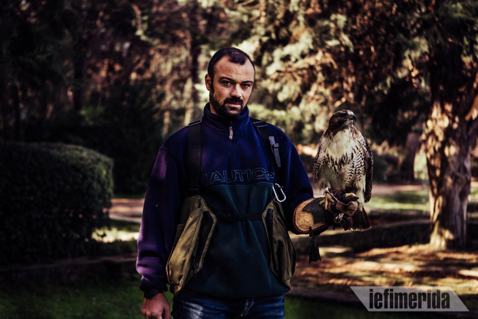 Η Ζήνα, το δεύτερο γεράκι που εκπαιδεύει ο κ. Αθανασίου.