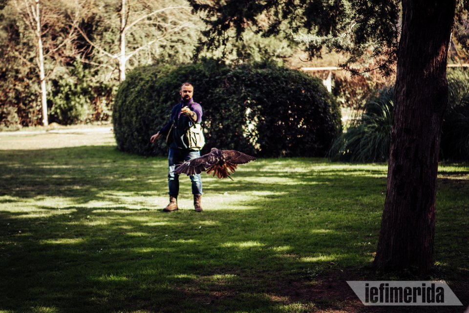 Ζήνα και Ερμής: Τα δύο γεράκια που εκπαιδεύει Ελληνας αστυνομικός για να καταρρίπτουν drones! Δείτε τα εν δράσει! [βίντεο] | iefimerida.gr 14