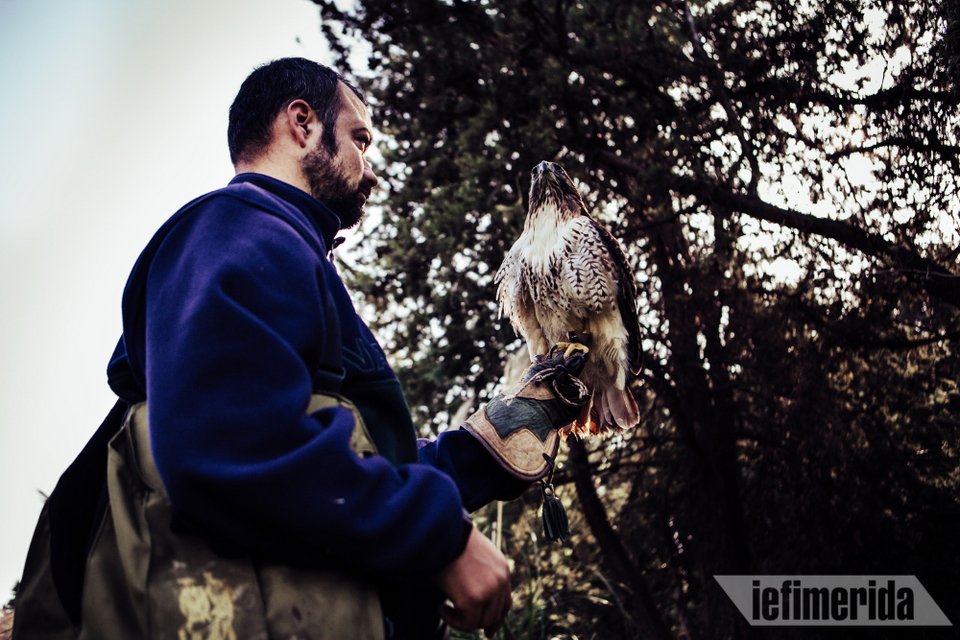 Ζήνα και Ερμής: Τα δύο γεράκια που εκπαιδεύει Ελληνας αστυνομικός για να καταρρίπτουν drones! Δείτε τα εν δράσει! [βίντεο] | iefimerida.gr 9