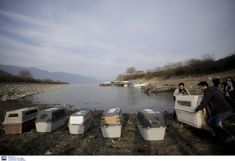 Η απελευθέρωση των συγκεκριμένων ειδών εντάσσεται στη δράση απομάκρυνσης των ζώων που βρίσκονται στην Αίγινα, ώστε κάποια να πάνε στο φυσικό τους περιβάλλον