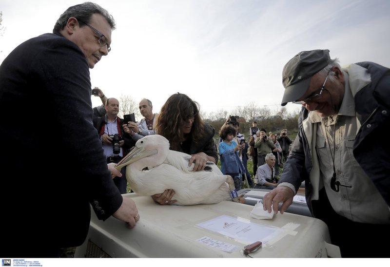 Επέστρεψαν στην Κερκίνη αργυροπελεκάνοι, ροδοπελεκάνοι και μία ασπρομέτωπη χήνα [εικόνες]   | iefimerida.gr 8