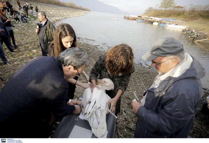 Επέστρεψαν στην Κερκίνη αργυροπελεκάνοι, ροδοπελεκάνοι και μία ασπρομέτωπη χήνα [εικόνες]   | iefimerida.gr 7