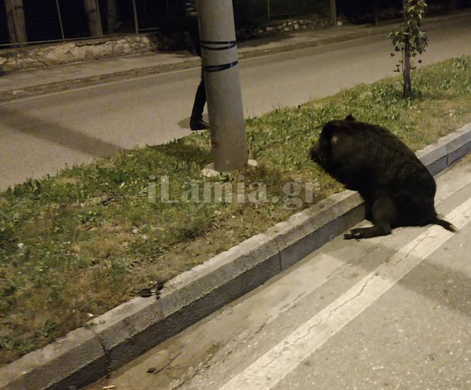 Το αγριογούρουνο έκοβε βόλτες στη Λαμία