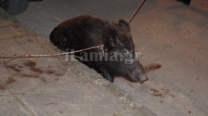 Διερχόμενος οδηγός τραυμάτισε το αγριογούρουνο