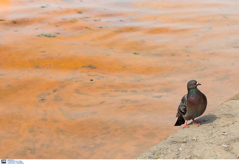 Κοκκίνισε και πάλι ο Θερμαϊκός -Το φαινόμενο της «ερυθράς παλίρροιας» [εικόνες] | iefimerida.gr 3