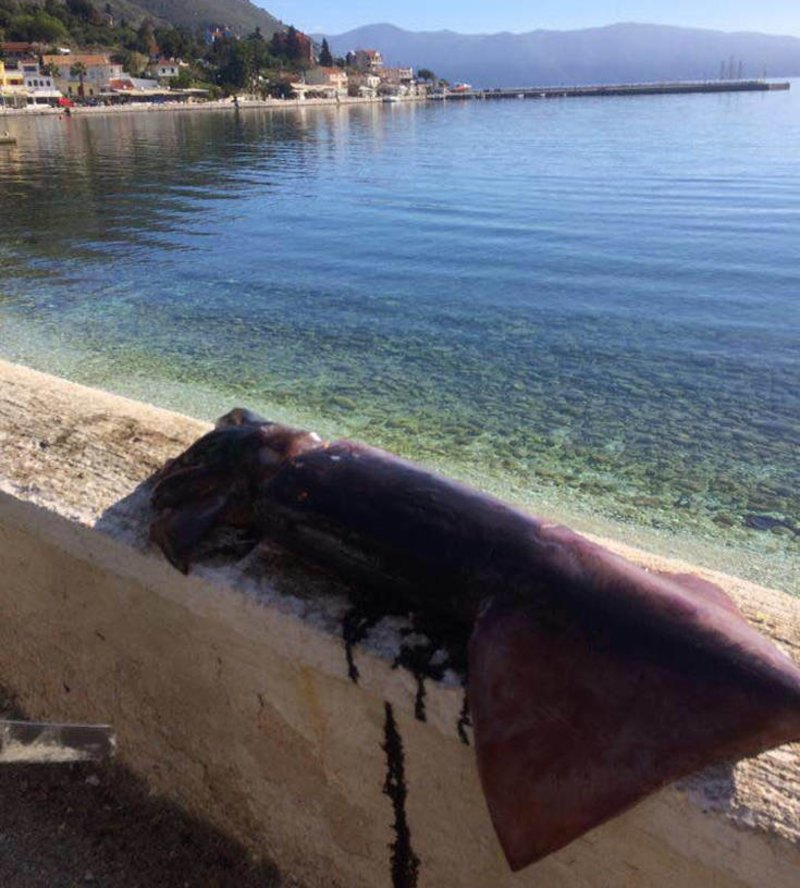 Ψαράδες έπιασαν καλαμάρι 10 κιλών στην Κεφαλονιά [εικόνες] | iefimerida.gr 0