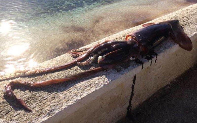 Ψαράδες έπιασαν καλαμάρι 10 κιλών στην Κεφαλονιά [εικόνες] | iefimerida.gr 1