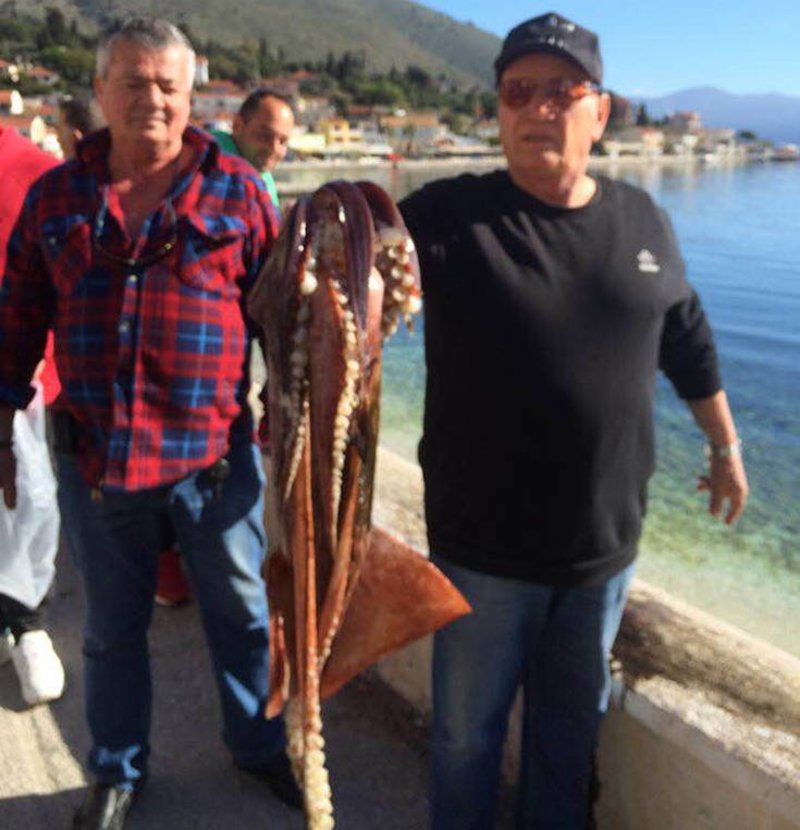 Ψαράδες έπιασαν καλαμάρι 10 κιλών στην Κεφαλονιά [εικόνες] | iefimerida.gr 2